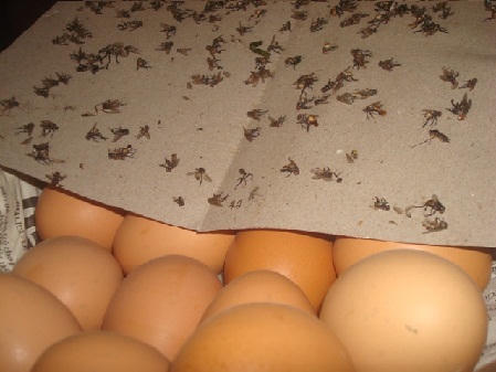 Bị ruồi "tấn công", người dân Chợ Gạo (Tiền Giang) khốn đốn